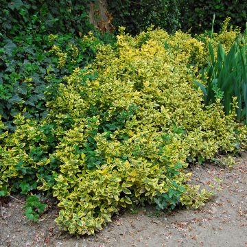 Evónimo Aureus - Euonymus japonicus