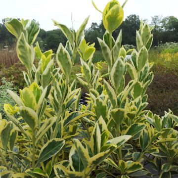 Evónimo Bravo - Euonymus japonicus