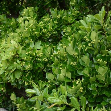 Evónimo - Euonymus japonicus