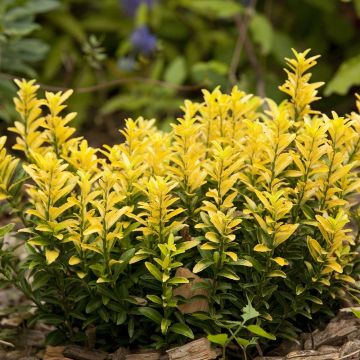 Evónimo Happiness - Euonymus japonicus