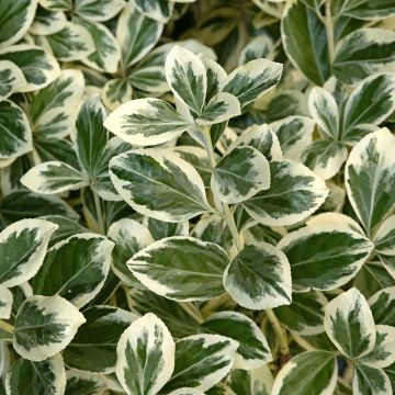 Evónimo Kathy - Euonymus japonicus
