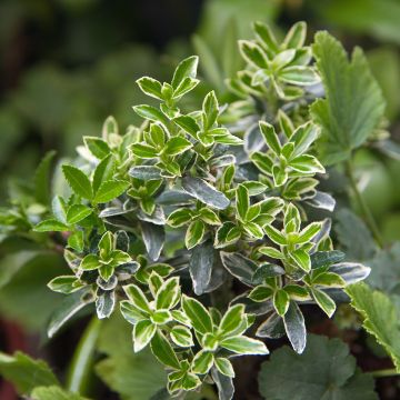 Evónimo Microphyllus Albovariegatus - Euonymus japonicus