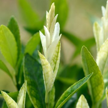 Evónimo Mikajo - Euonymus japonicus