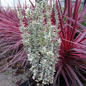 Evónimo White Spire - Euonymus japonicus