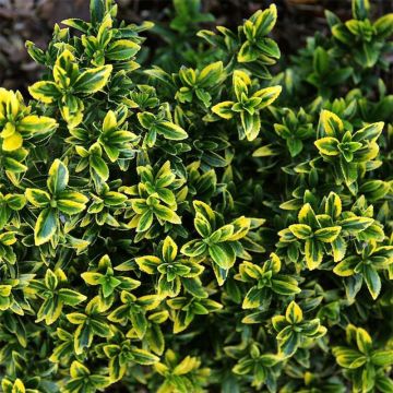 Evónimo Microphyllus Aureovariegatus - Euonymus japonicus
