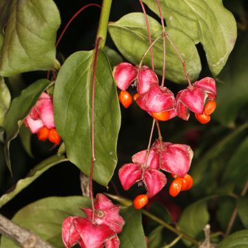 Euonymus latifolius - Evónimo