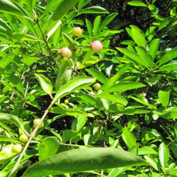 Euonymus myrianthus - Evónimo