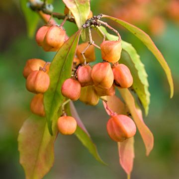 Euonymus myrianthus - Evónimo