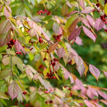 Euonymus planipes - Evónimo