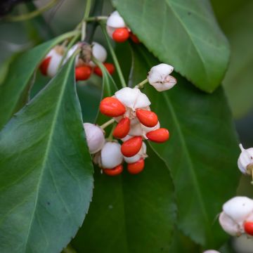 Euonymus tonkinensis - Evónimo
