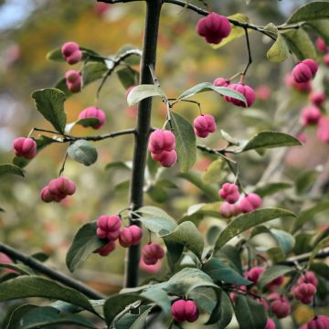Euonymus vidalii - Evónimo