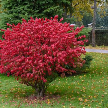Euonymus alatus Fire Ball - Evónimo alado