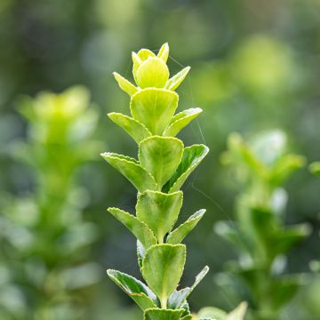 Evónimo japonicus Green Rocket - Euonymus japonicus