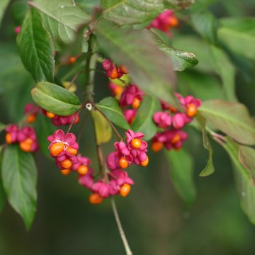 Euonymus latifolius - Evónimo Euonymus latifolius - Evónimo