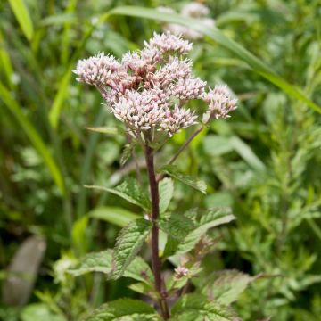 Eupatorium chinense