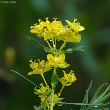 Euphorbia pseudovirgata - Lechetrezna Euphorbia pseudovirgata - Lechetrezna