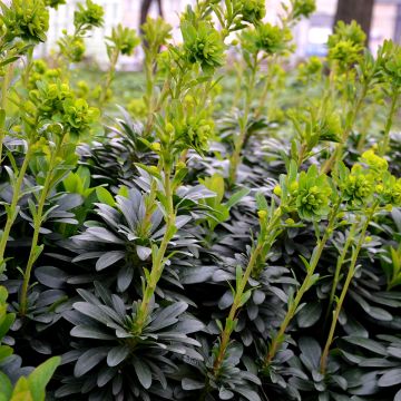 Euforbio - Euphorbia amygdaloïdes var. robbiae