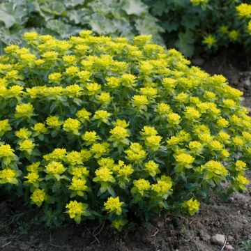 Euphorbia polychroma Candy - Lechetrezna Euphorbia polychroma Candy - Lechetrezna
