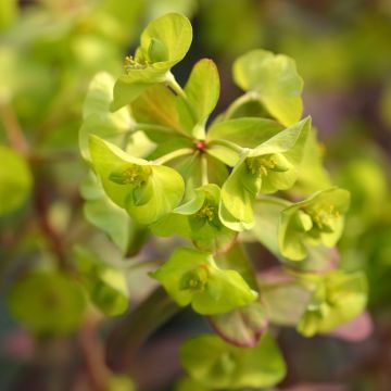 Euforbio - Euphorbia amygdaloïdes var. robbiae Redbud