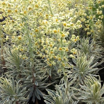 Euforbio mediterráneo Emmer Green - Euphorbia characias