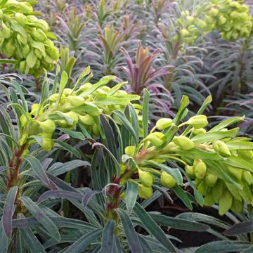 Euforbio mediterráneo Purple and Gold - Euphorbia characias