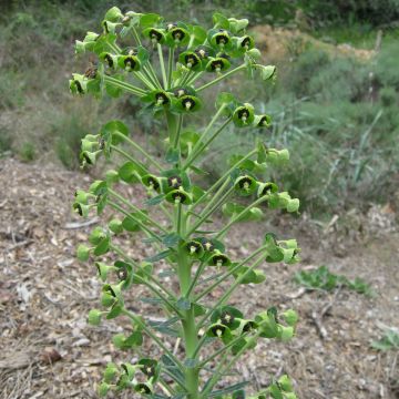 Euforbio mediterráneo subsp. characias - Euphorbia characias