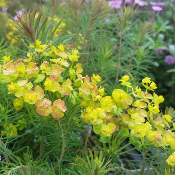 Euphorbia cyparissias Orange Man - Euforbia ciprés