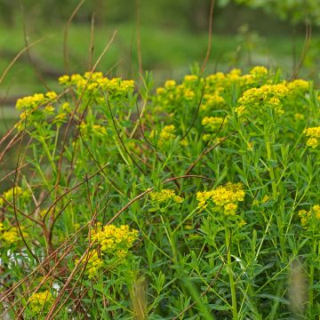 Euphorbia palustris - Lechetrezna de pantano