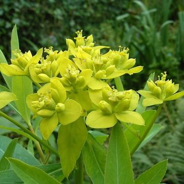 Euphorbia sarawschanica - Lechetrezna Euphorbia sarawschanica - Lechetrezna