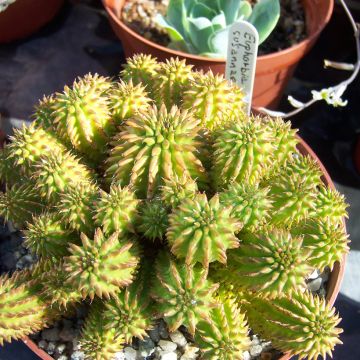 Euphorbia suzannae - Euphorbia