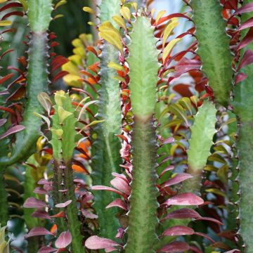 Euphorbia trigona f. rubra - Euphorbia cactus