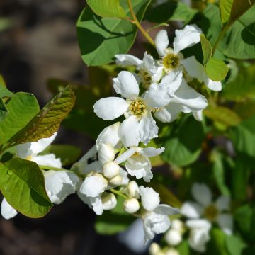 Exochorda serratifolia Snow White Exochorda serratifolia Snow White