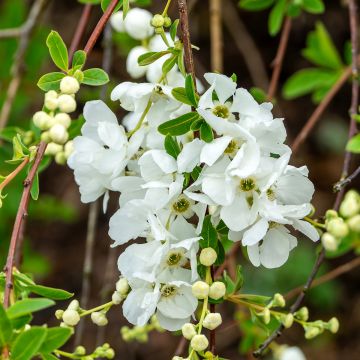 Exochorda macrantha The Bride Exochorda macrantha The Bride
