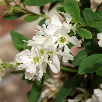 Exochorda macrantha The Bride