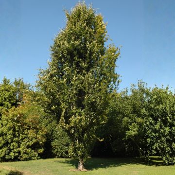 Haya común Dawyck - Fagus sylvatica Haya común Dawyck - Fagus sylvatica