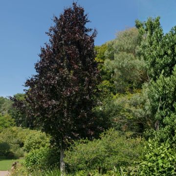Haya común Dawyck Purple - Fagus sylvatica