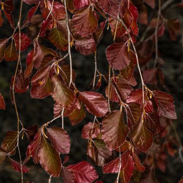 Haya común Purple Fountain - Fagus sylvatica