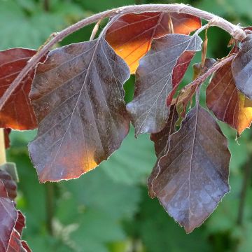 Haya común Purple Fountain - Fagus sylvatica