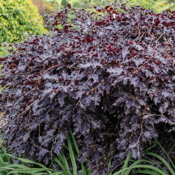 Haya común Rohan Weeping - Fagus sylvatica