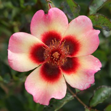 Rosal persica Fancy Babylon Eyes - Rosal tapizante
