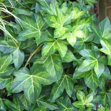 Fatshedera lizei Annemieke - Hiedra aralia