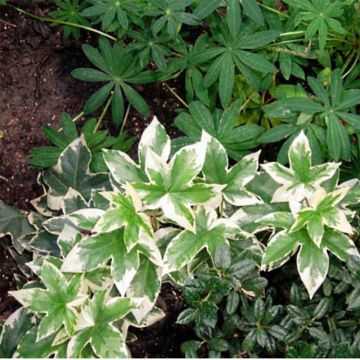Fatshedera lizei Variegata - Hiedra aralia