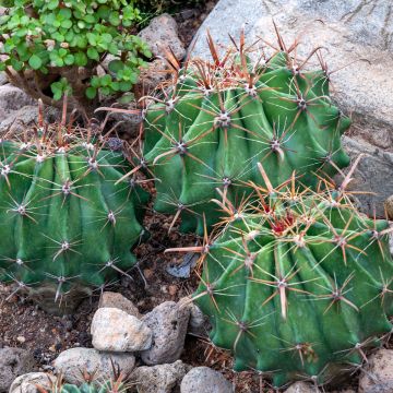 Ferocactus latispinus - Ferocacto