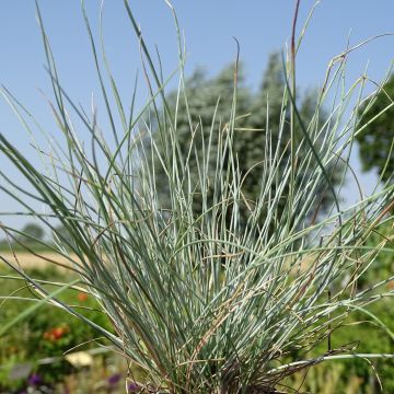 Festuca azul Intense Blue - Festuca azul