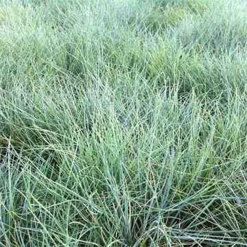 Festuca valesiaca Glaucantha - Cañuela