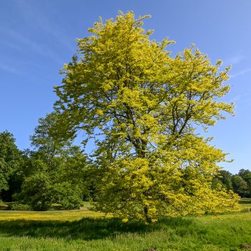 Gleditsia triacanthos Sunburst - Acacia de tres espinas