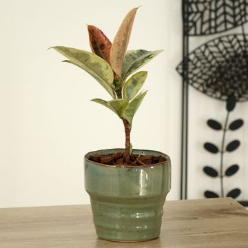 Ficus Shivereana - Ficus elástica