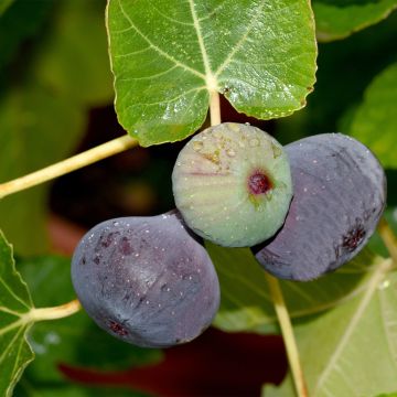 Higuera Violette d'Argenteuil
