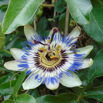 Passiflora caerulea (semillas) - Flor de la pasión Passiflora caerulea (semillas) - Flor de la pasión