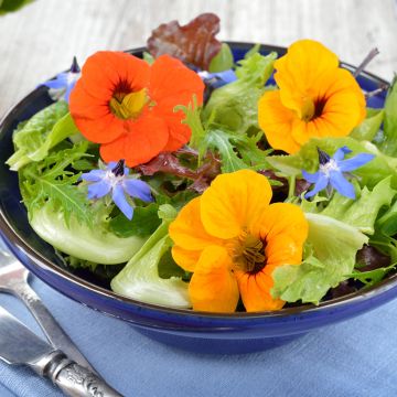 Semillas de Flores Comestibles BIO bolsa de 20 gramos